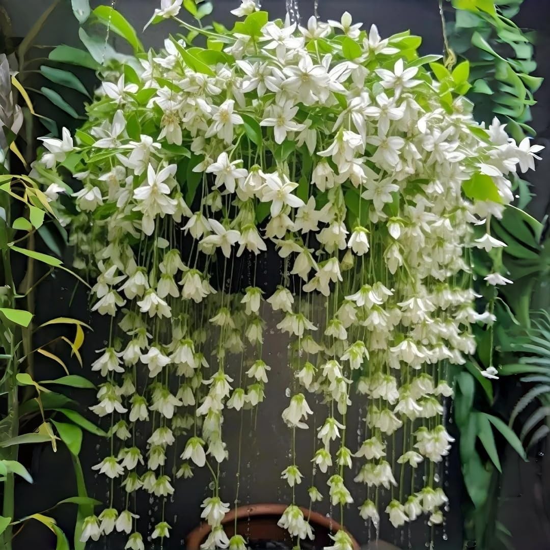 Weeping Jasmine Seeds (300 PCS) – Fragrant Cascading White Flowers, white