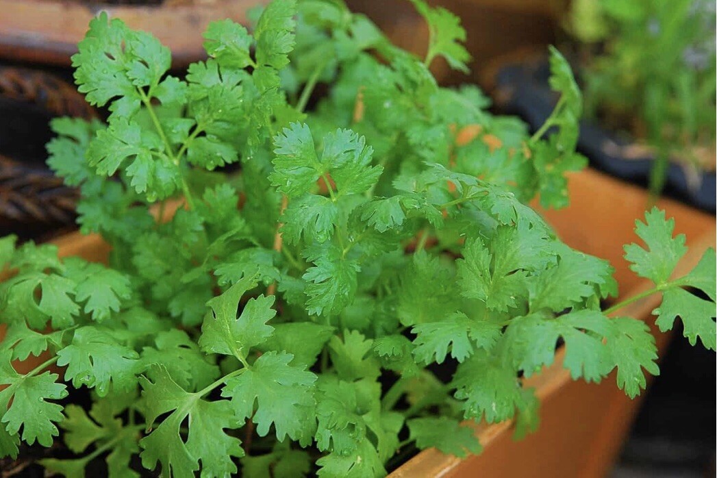 300 Fresh Cilantro/Coriander Seeds NON GMO-Open Pollinated-USA Seller