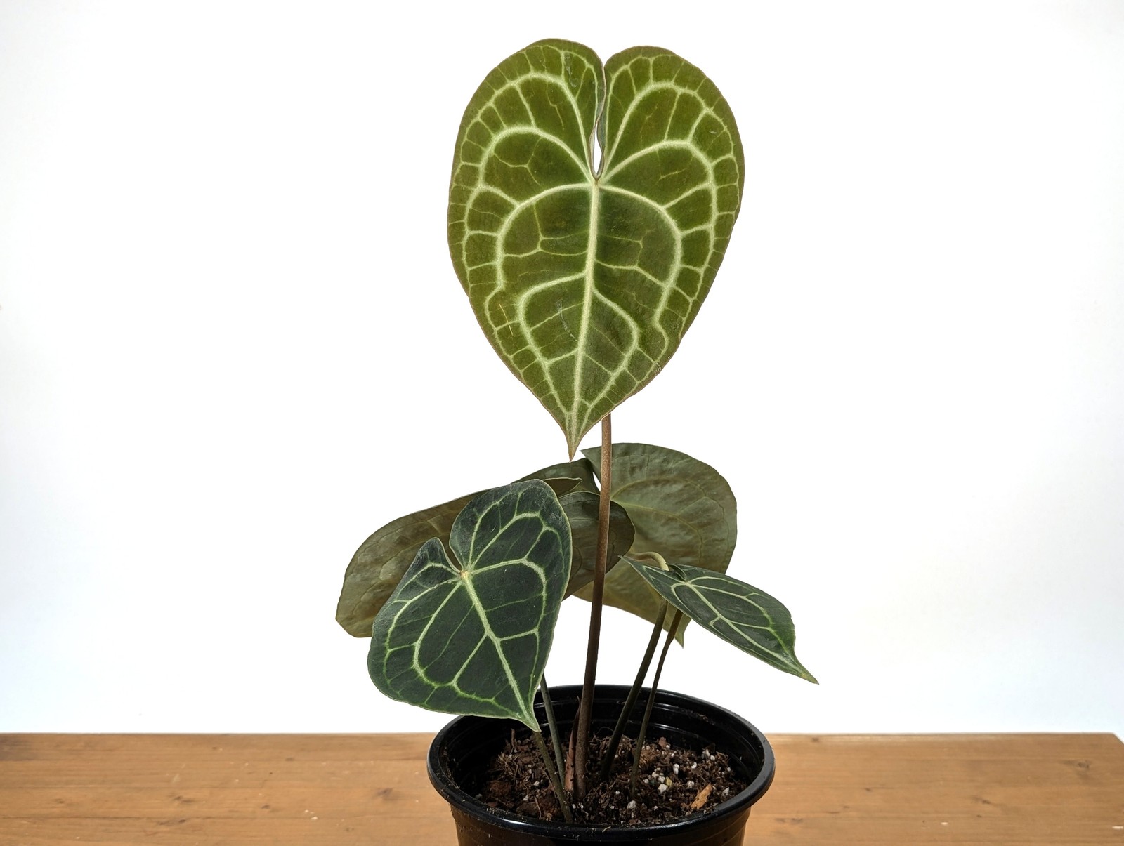 Anthurium Clarinervium – Easy Care Anthurium – Leaves up to 24 inches