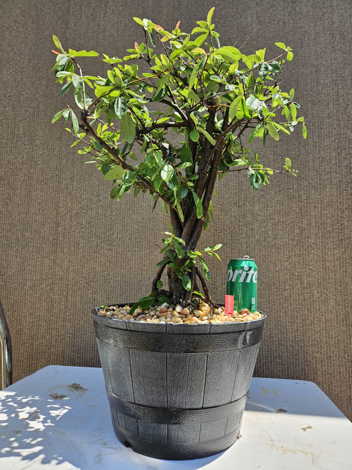 Old Japanese Flowering Quince ( Toyo- Nishiki -Quince ) Bonsai Tree,,, SALE