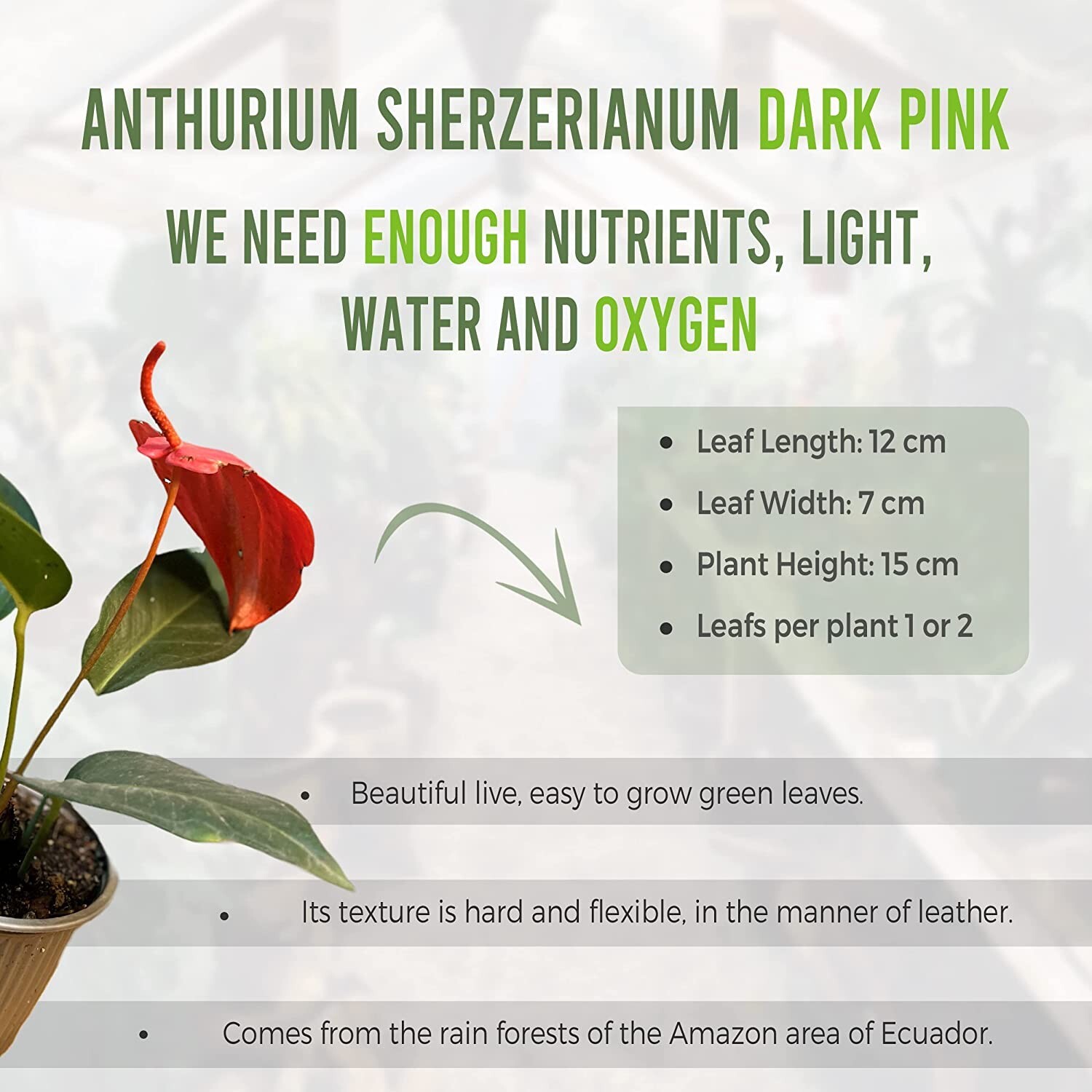Anthurium Scherzerianum Dark Pink by LEAL PLANTS ECUADOR| Green Live House Plant
