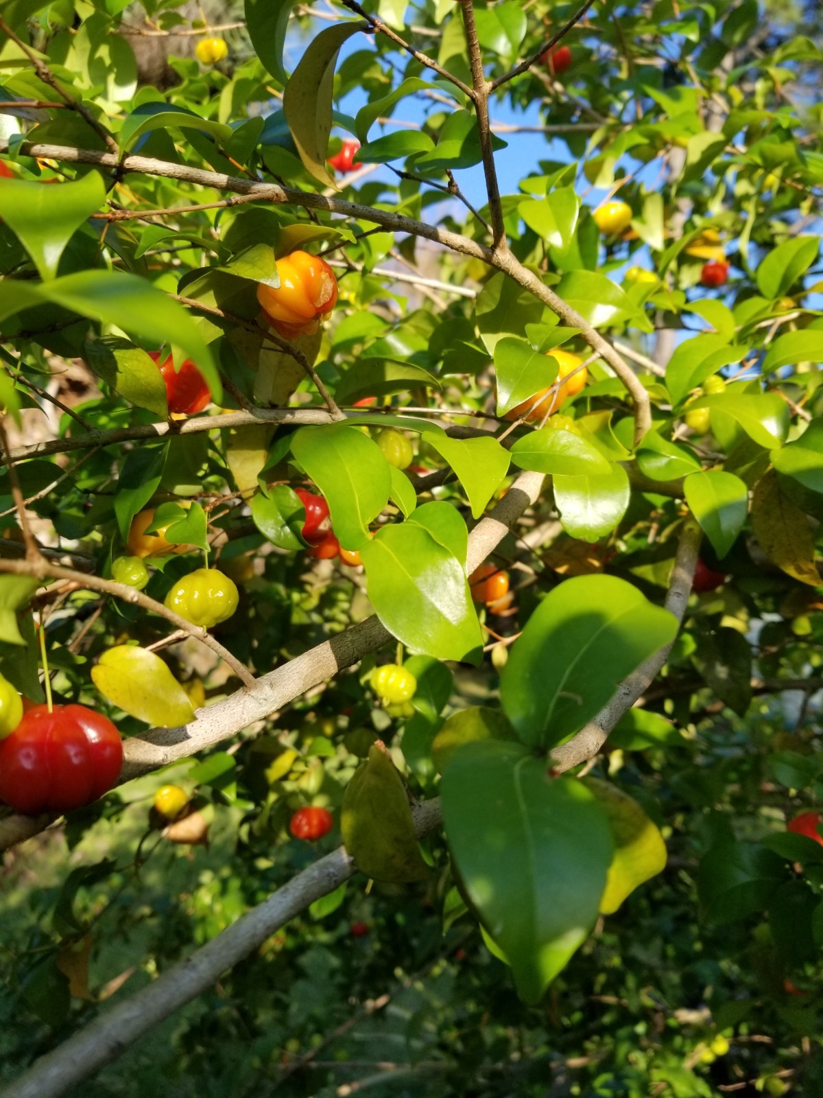 10 Red Surinam Cherry Seeds, Pitanga Eugenia Uniflora 2026 Fruit Hedge
