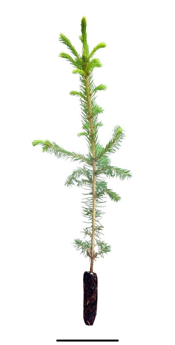 20 Pack Norway Spruce Trees(Picea abies) seedling 10 to 15 inches