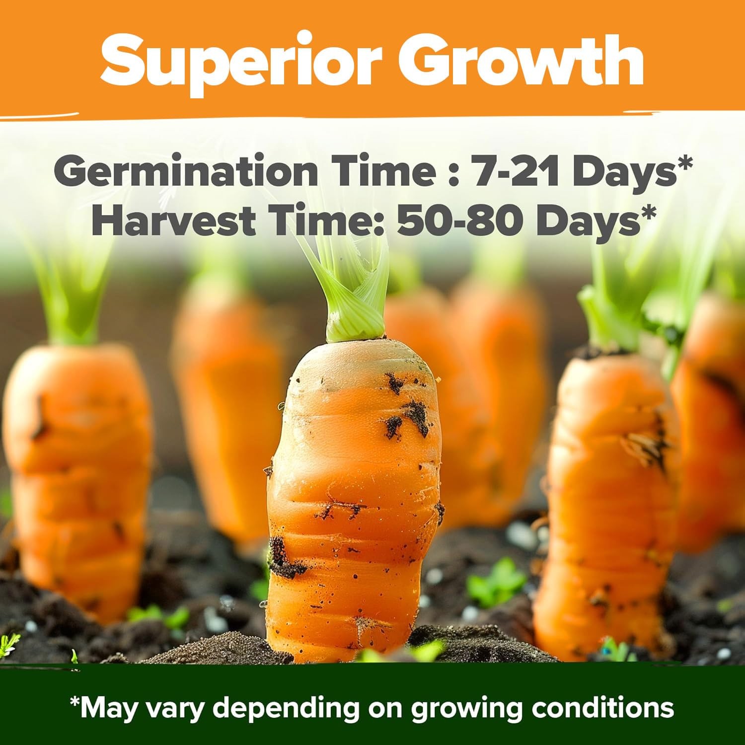 HOME GROWN Rainbow Carrot Seeds 10 Variety Mix 3350+ Heirloom 1-Pack, Green