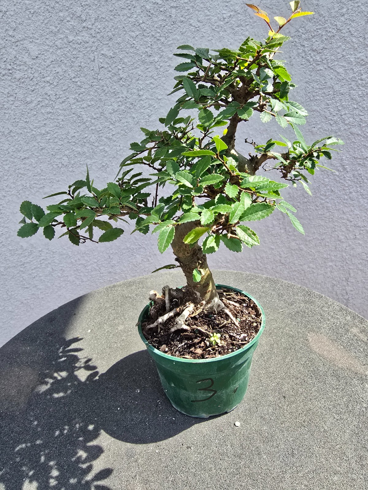 Chinese Elm pre bonsai small #3