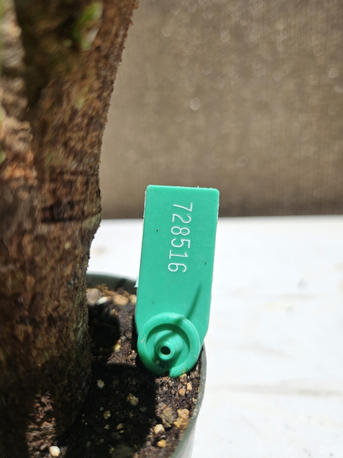 Ficus religiosa ( Sacred fig – Cây Bồ Đề) Bonsai Tree,,,, sale