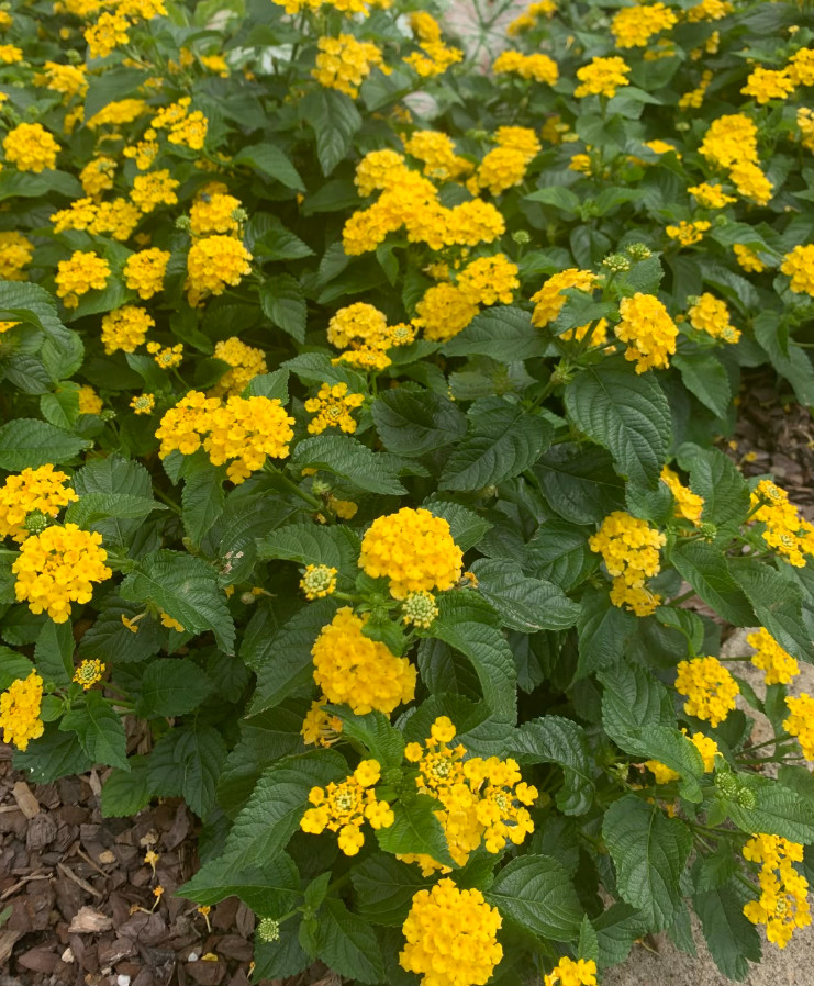 New Gold Lantana Live Plant – 4 Inch Pot – Fully Rooted Groundcover Perennial