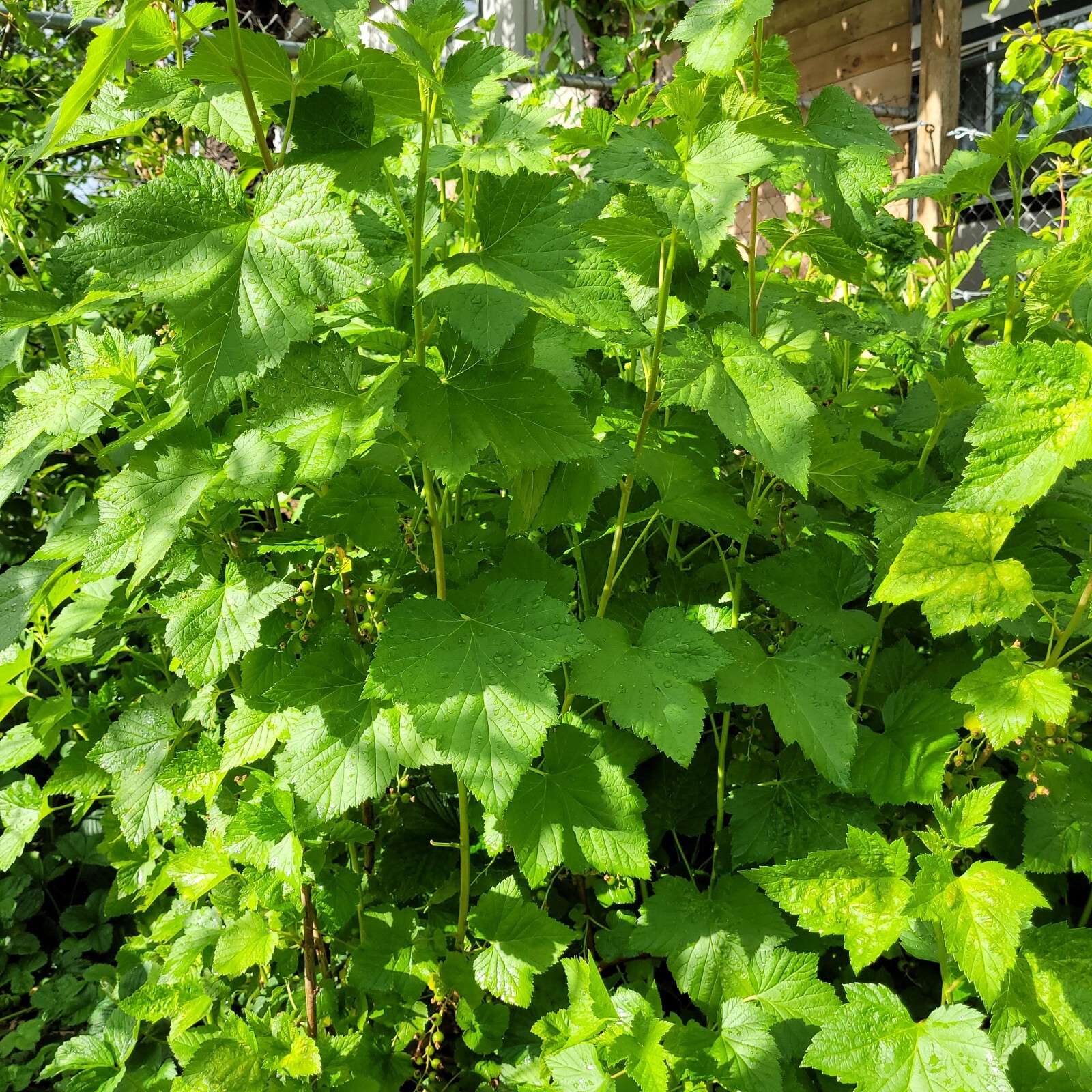 6 Black Currant Fresh Cuttings Unrooted 6″-9″ USDA Zones 3-8 Cold Hardy