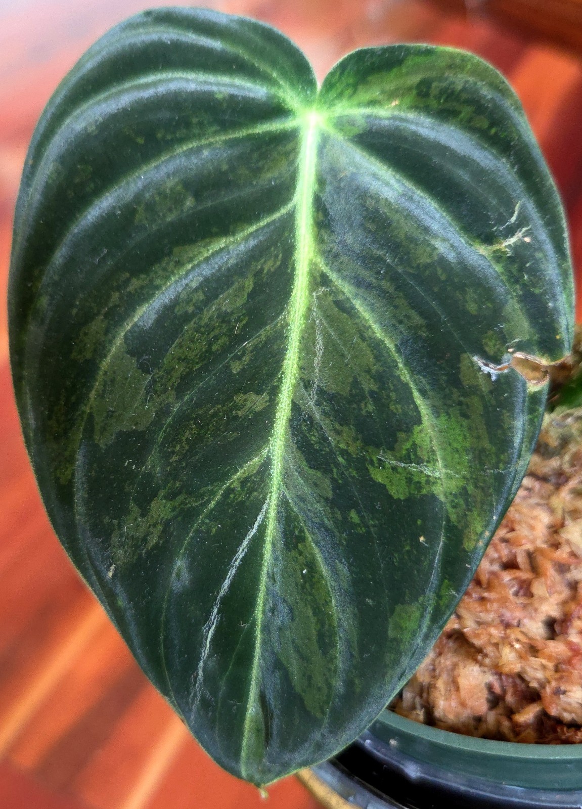 Rare Philodendron Variegated Melanochrysum 13″ Tall Not Anthurium Aroid Monstera