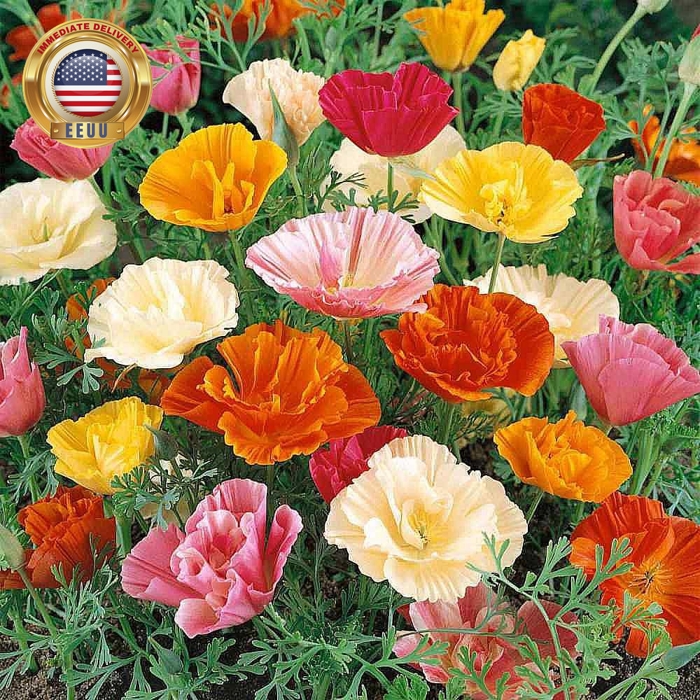 California Poppy Seeds for Planting – 3,200 Fresh Seeds – Mission Bells Mix – Ca