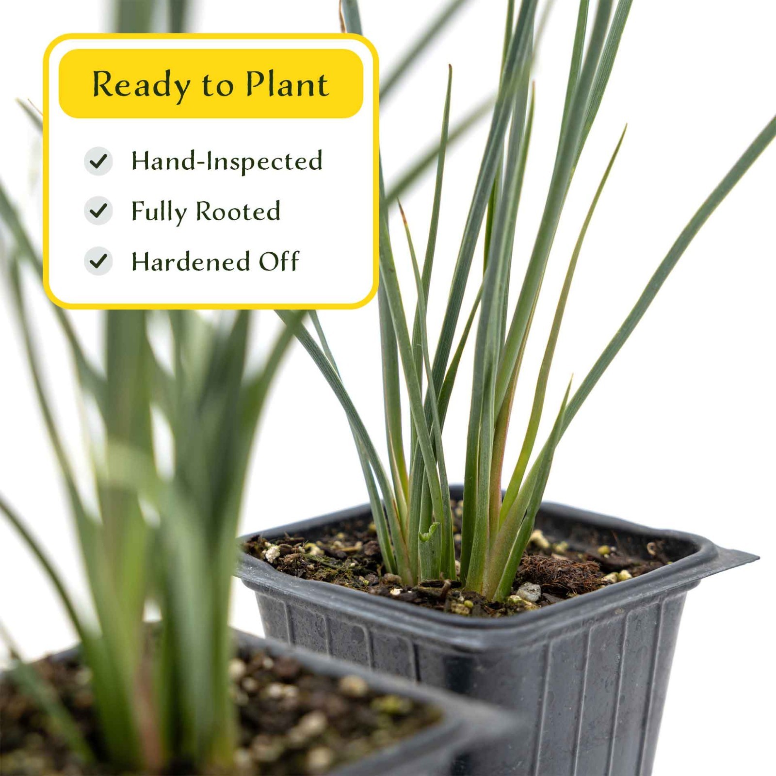 2 Hesperaloe Red Yucca Plants in 3.5″ Cube-Live Evergreen Succulent (parviflora)