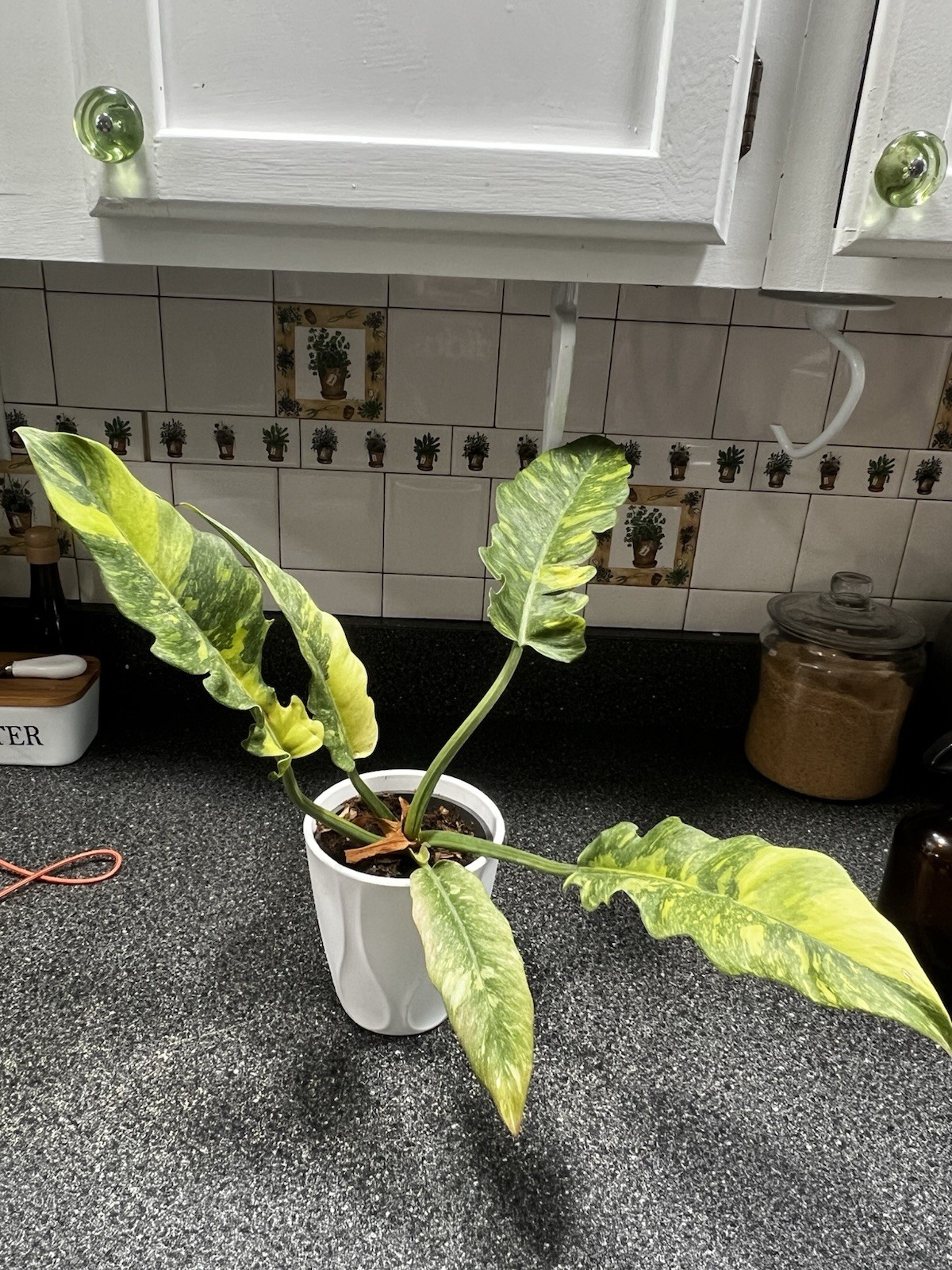 Philodendron Ring Of Fire 5” Pot Rare Exact Plant USA Seller Variegated Indoor