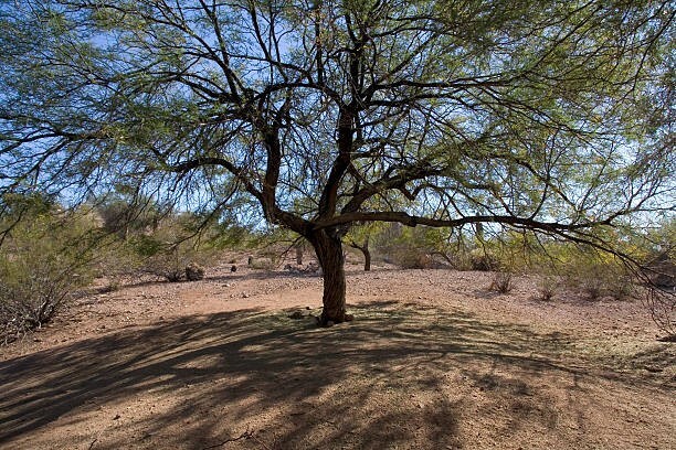 15 Honey Mesquite Tree seeds (Freshly Harvested and shelled from pods)