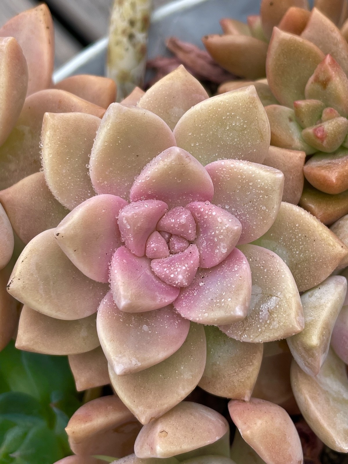 Rare Succulent Graptosedum Ghosty Cactus Live Plant Cutting One-Head 2-3 Inches