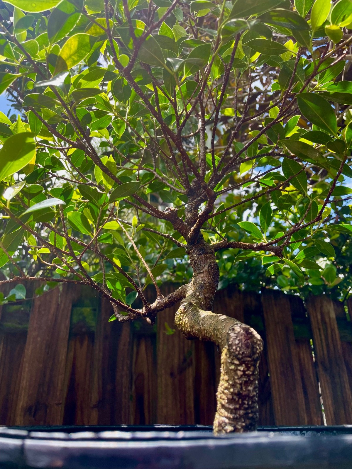 Tigerbark Ficus Bonsai Tree aerial roots 10 years Ariel roots on trunk