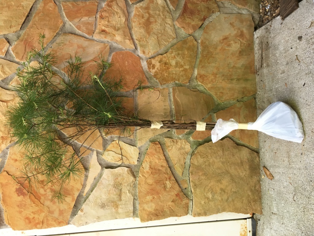 Smokey Mountain Grown(3)WHITE PINE TREES 20″- 24inch STARTER SEEDLINGS Ref#REG.