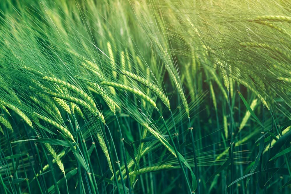 Cereal Rye Grain Seeds Open Pollinated Cover Crop Forage Deer Plot Food