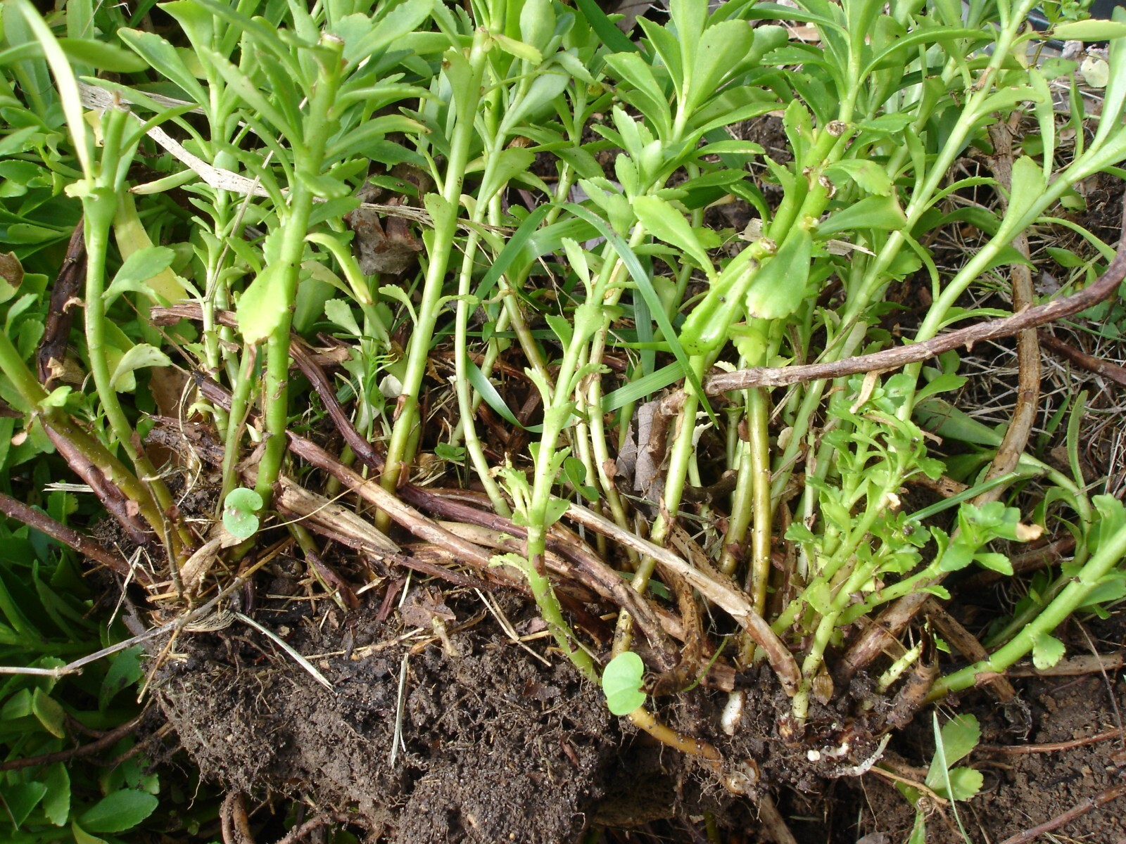15 wild dig SEDUM AIZOON STONECROP [ 费菜 养心菜 土三七 ] rooted for planting