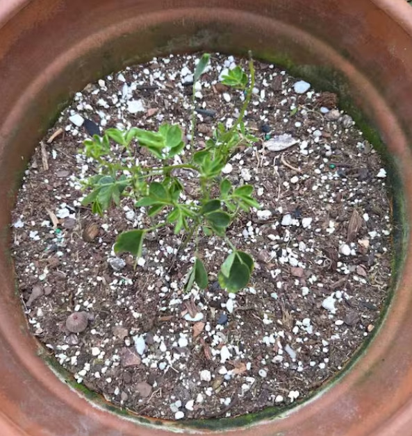 Set 4 Cassia Bicapsularis Starter Plant – 4-6″ Tall – Bright Yellow Flowers