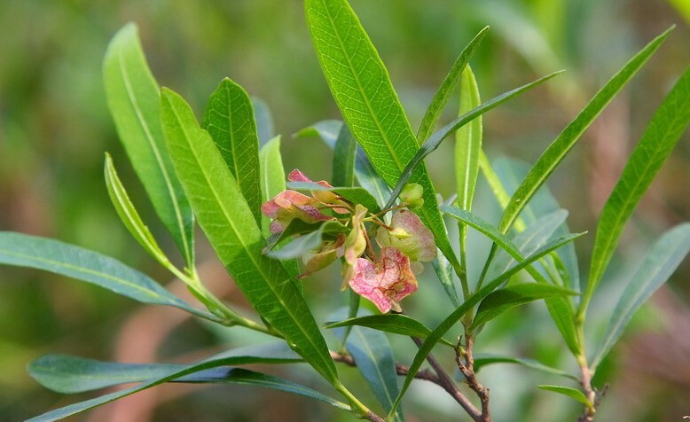 Dodonaea viscosa Green Hopseed Bush, Shrub (30 Seeds) (016)