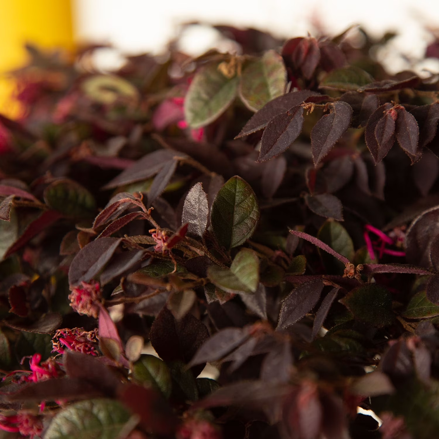 Purple Daydream Loropetalum Live Shrub in 2.5-Quart Grower Pot