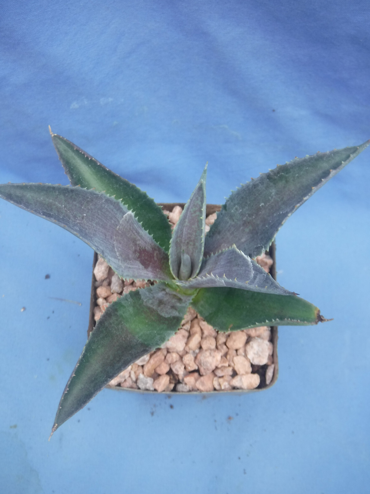 Silver Fox Mangave STARTER Plant Agave & Manfreda Hybrid Silver When Mature 4″+!