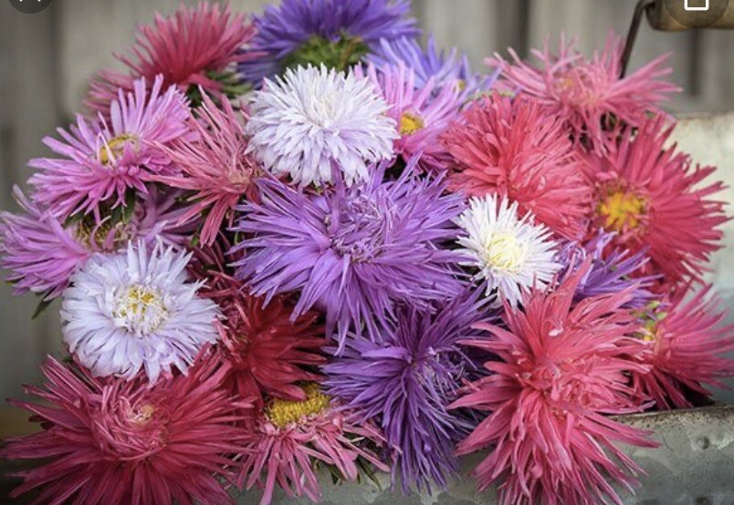 Aster Pastel Mix 🇺🇸 NJ Check My Store For Largest Heirloom Selection