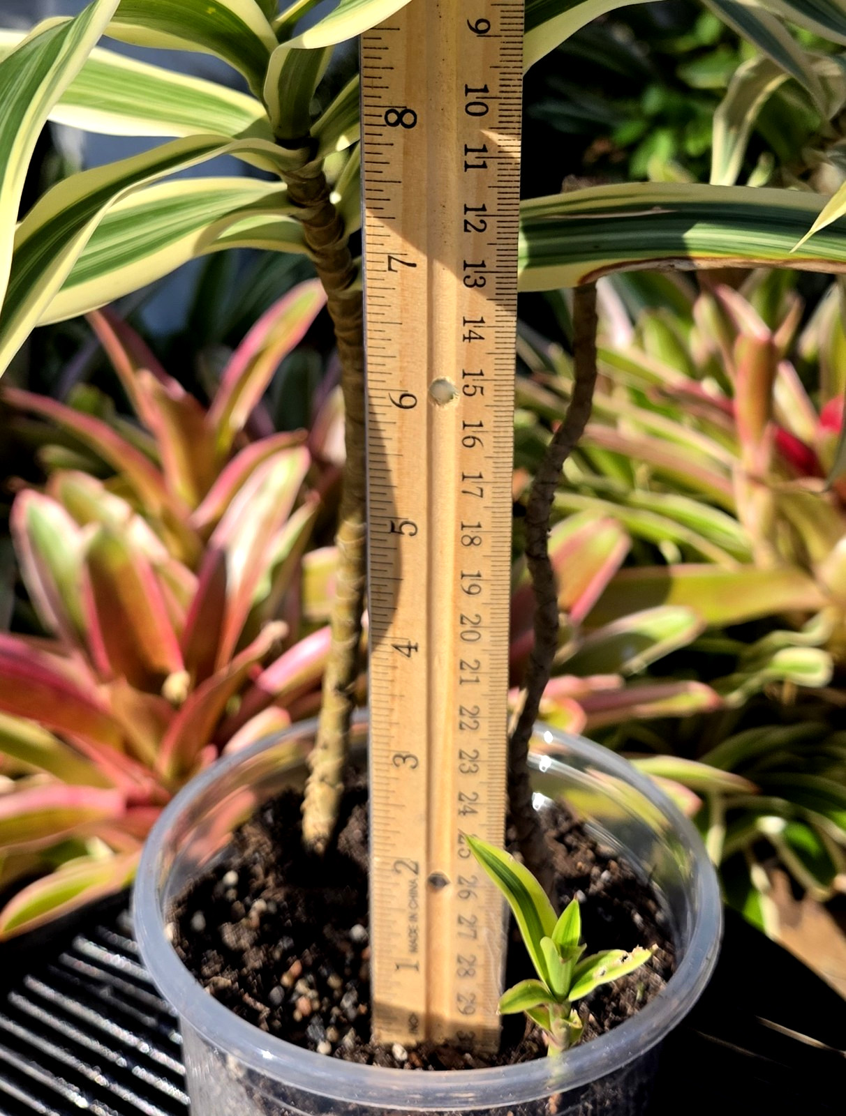 Dracaena **12 inch.***SONG OF INDIA*****FLORIDA FRESH **ROOTED PLANT**