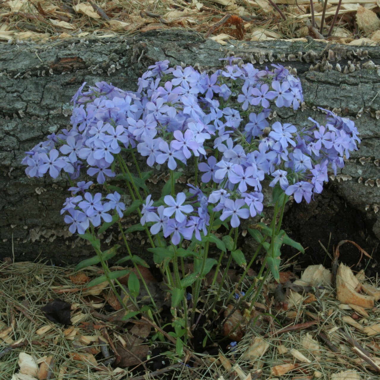 100+ Wild Sweet William Phlox Seeds for Garden Planting – USA – FREE SHIPPING!