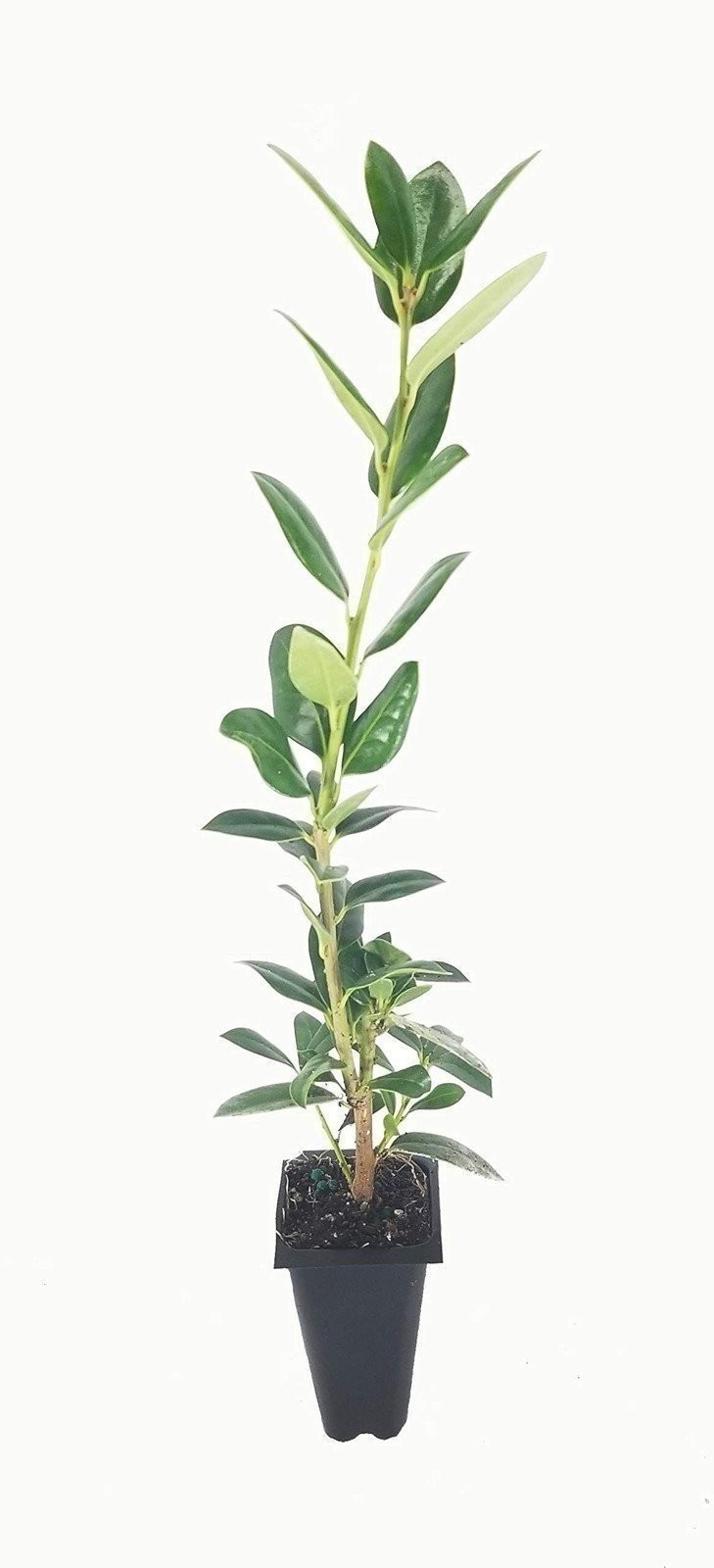 Needlepoint Chinese Holly – Ilex Cornuta – 40 Live Plants – Low Maintenance…