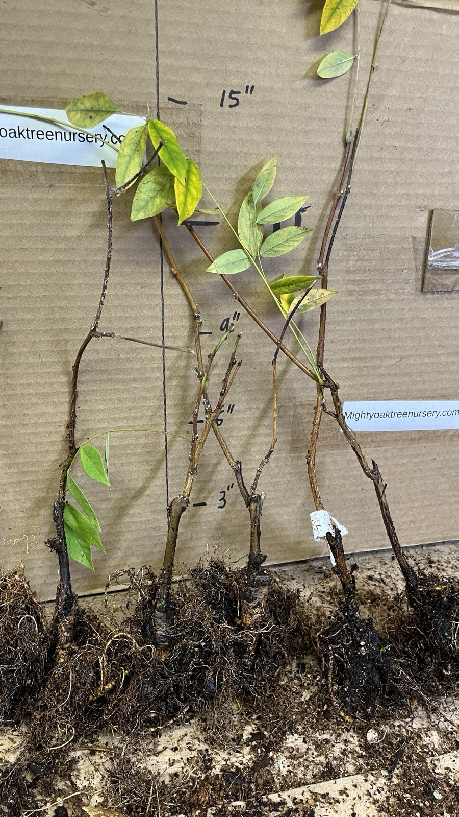 Wisteria frutescens ‘Amethyst Falls’, grafted 1 year old plant