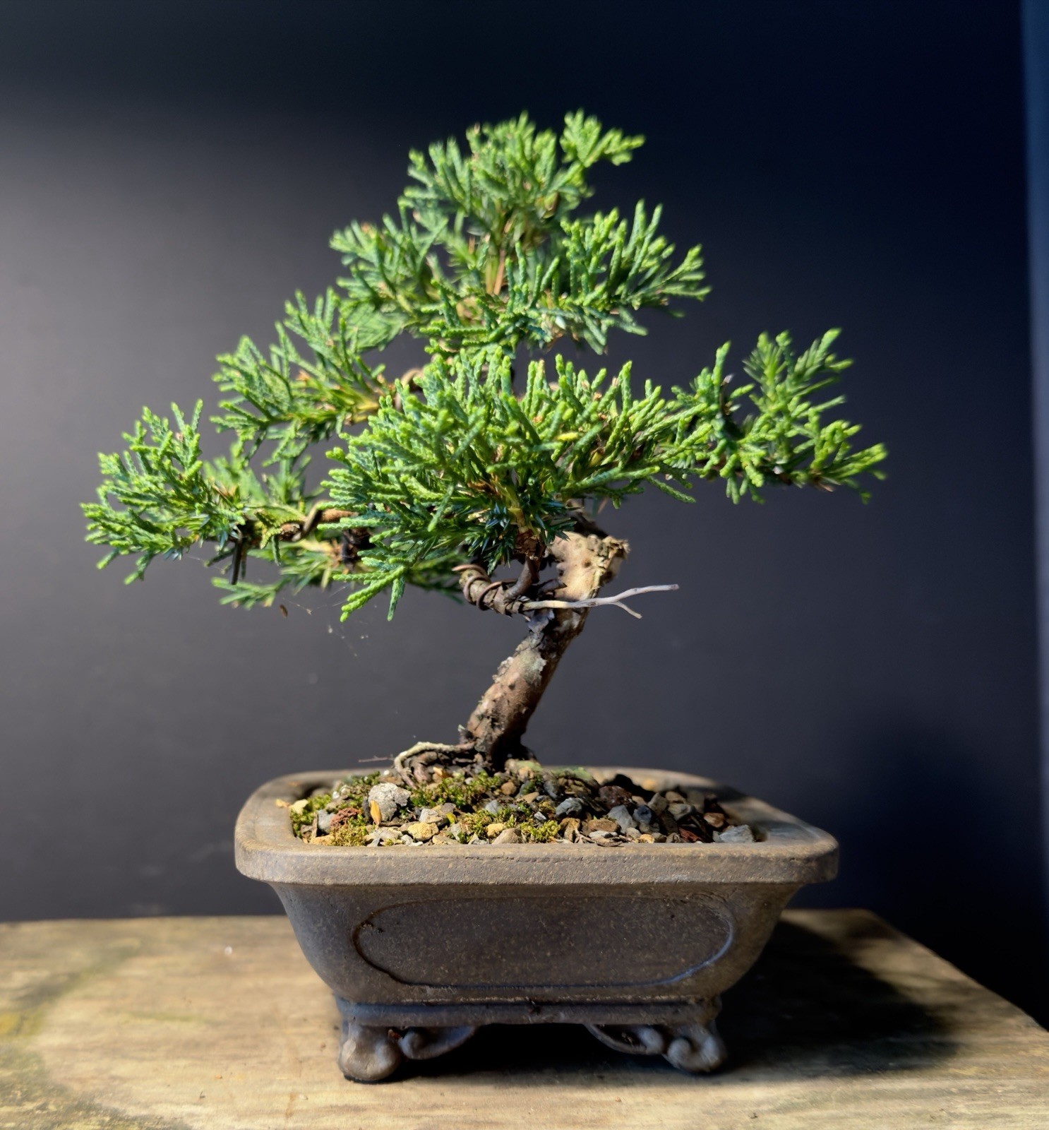 Shimpaku Mame Bonsai Itoigawa 8” Tall Jin/Shari, Yixing pot W Chop