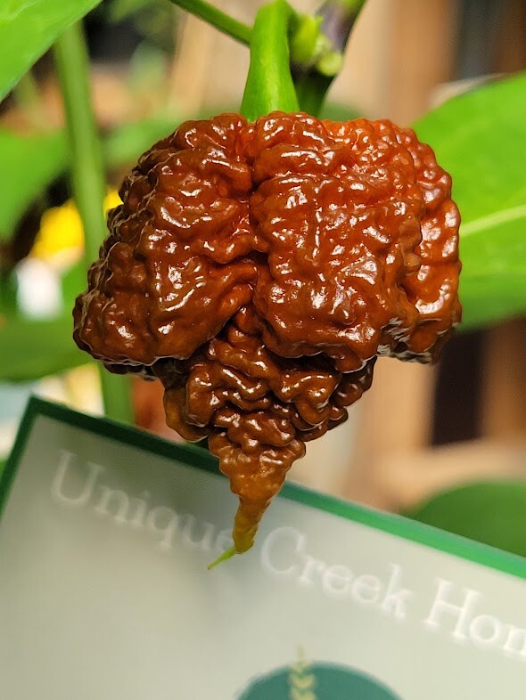 Carolina REAPER Chocolate Pepper Seeds Super Hot 2.2+ Million Scoville SHU