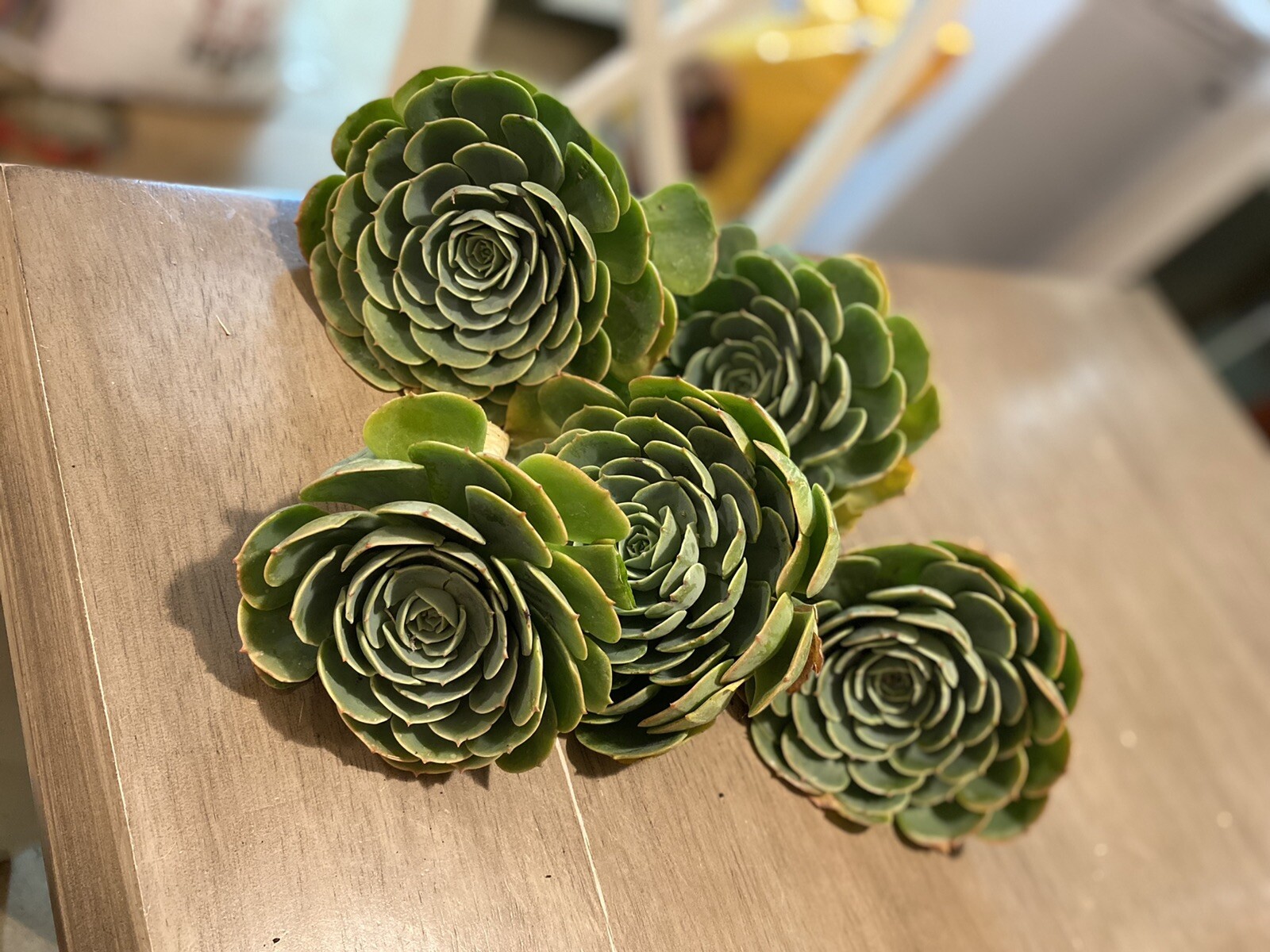 Lot Of 5 Piece GORGEOUS Echeveria Secunda Succulents 3 Inch Wide Cuttings Pack