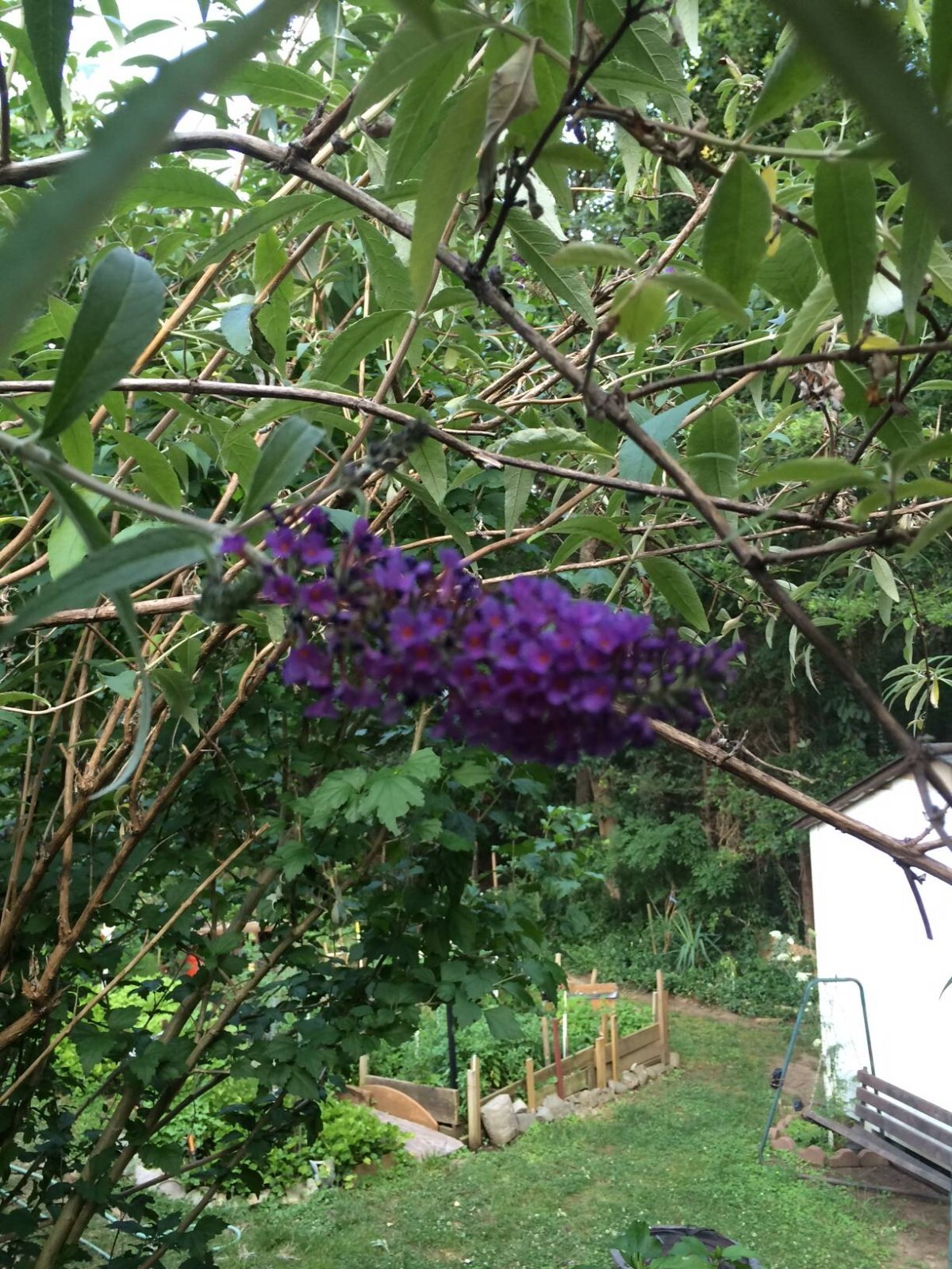 500 + Seeds BLACK KNIGHT Purple Butterfly Budhelia Bush Perennial USA Seller