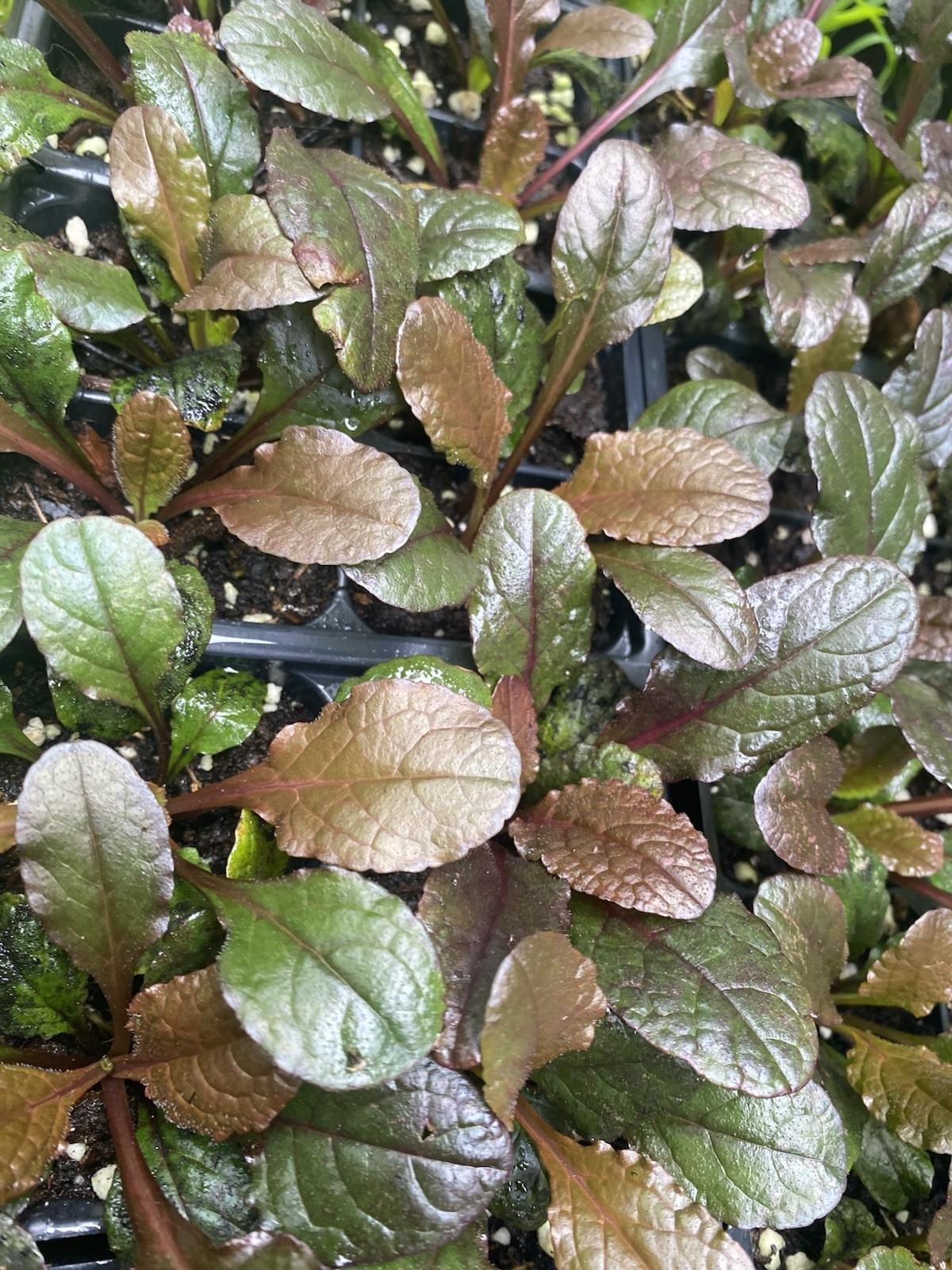 Ajuga Bronze Beauty Flower Plant Wild plant 3 plants, Perennial Ground Cover.