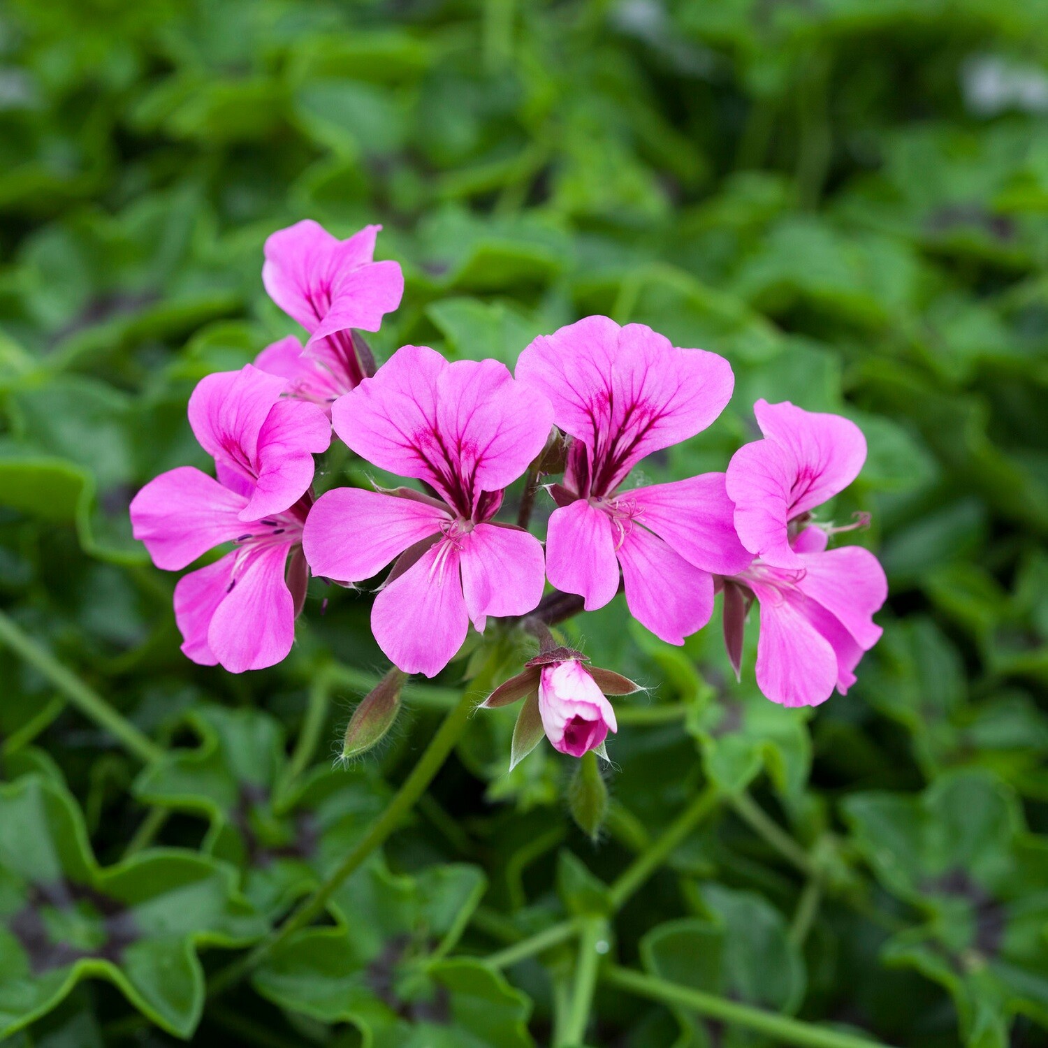 BIN#R7D4 Ivy Geranium Seeds Reach Out Light Purple 15 Seeds Trailing Geranium