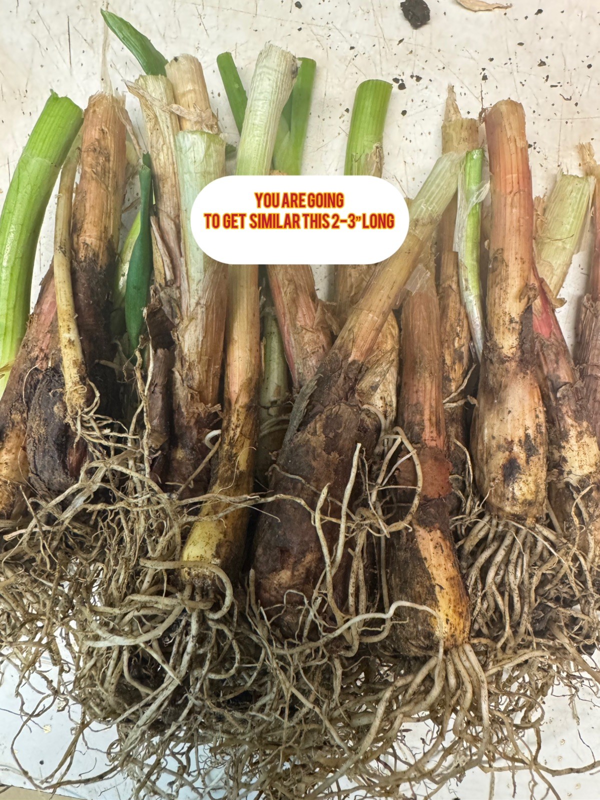 Egyptian Walking Onion Top Set Cluster of 20 plants matured plants see read