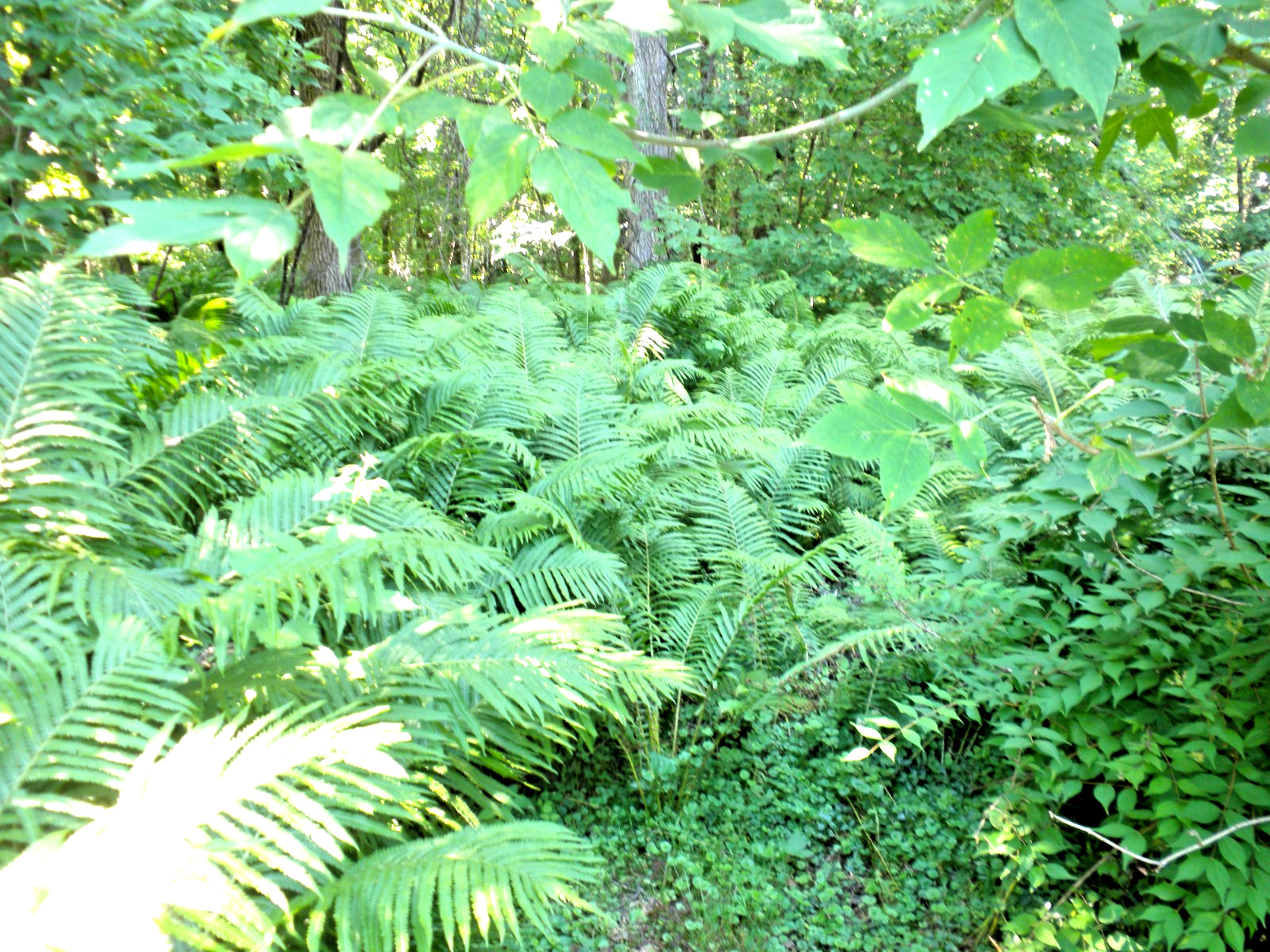 Ostrich (Cinnamon) Fern Crown Home Grown Woodland Bare Root Fern