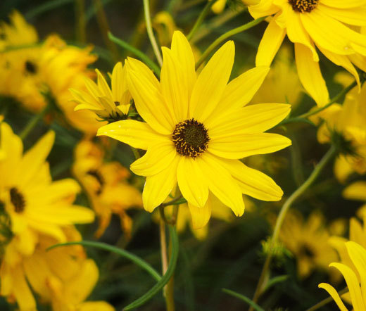 SUNFLOWER MAXIMILIAN PERENNIAL Helianthus Maximiliani – 250 Bulk Seeds