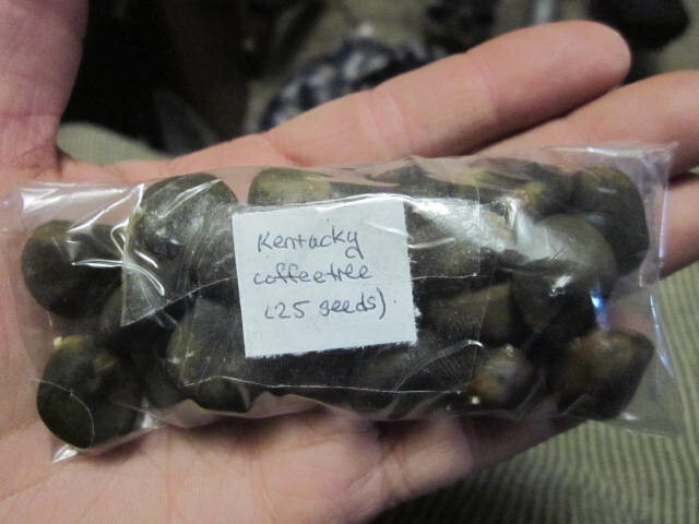 Kentucky coffeetree coffee tree (Gymnocladus dioicus) – 25 stratified seeds