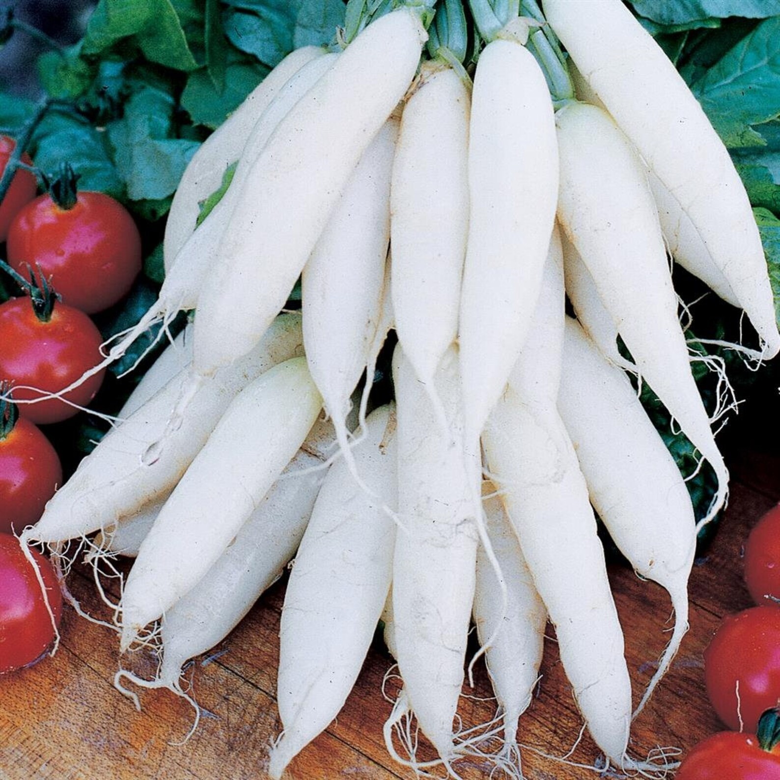 100+ White Icicle Radish Seeds – Heirloom – Organic – NON GMO — FRESH — RARE