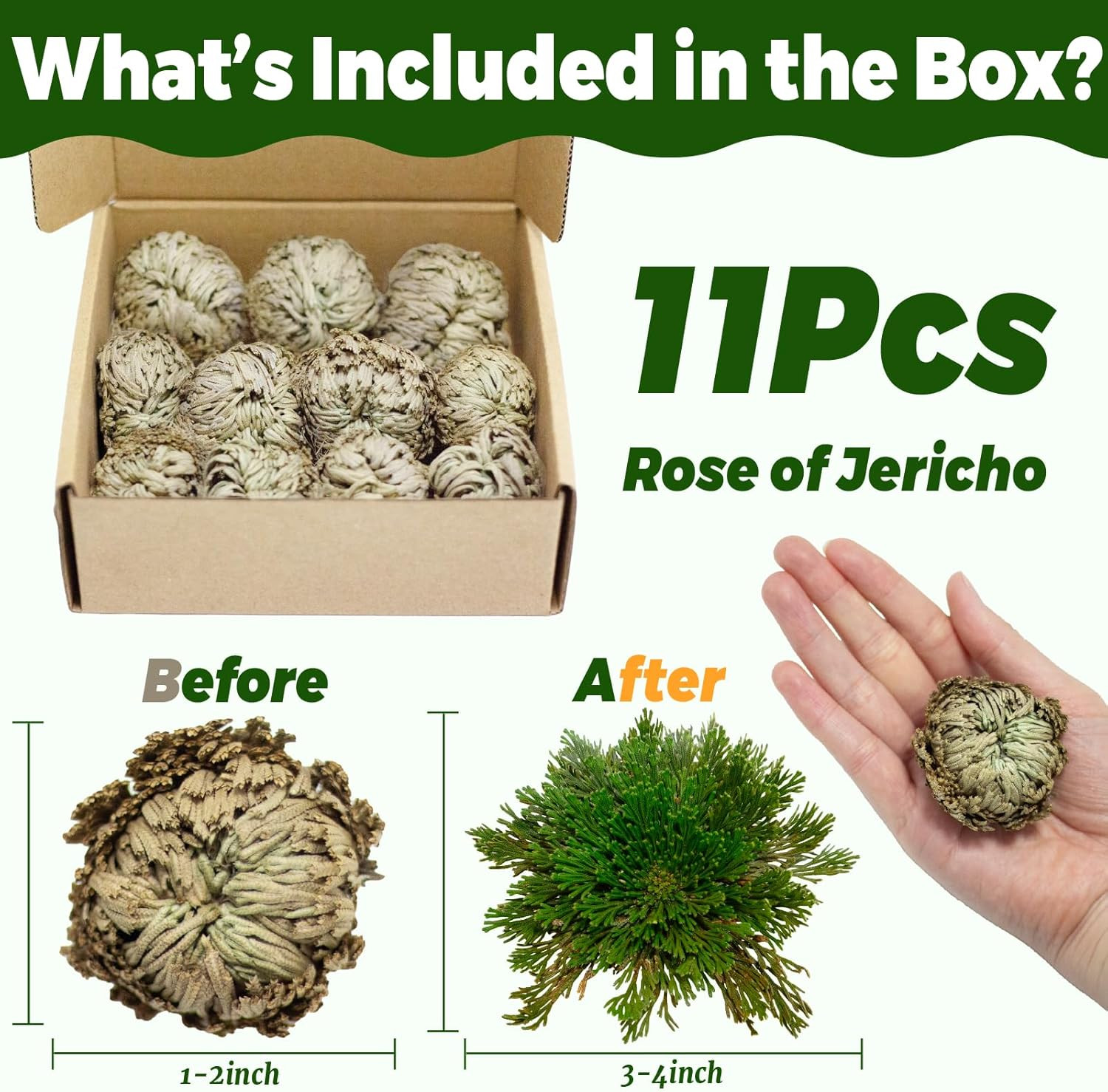 11 Pack Rose of Jericho Resurrection Plants, 1–2 Inch Rosa de Jerico Original, U