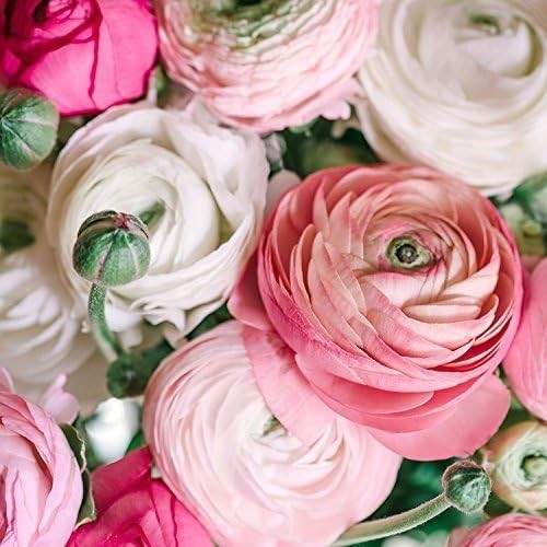 10-Piece Heirloom Persian Buttercup Bulbs – Pastel Flowers for Beautiful Gardens