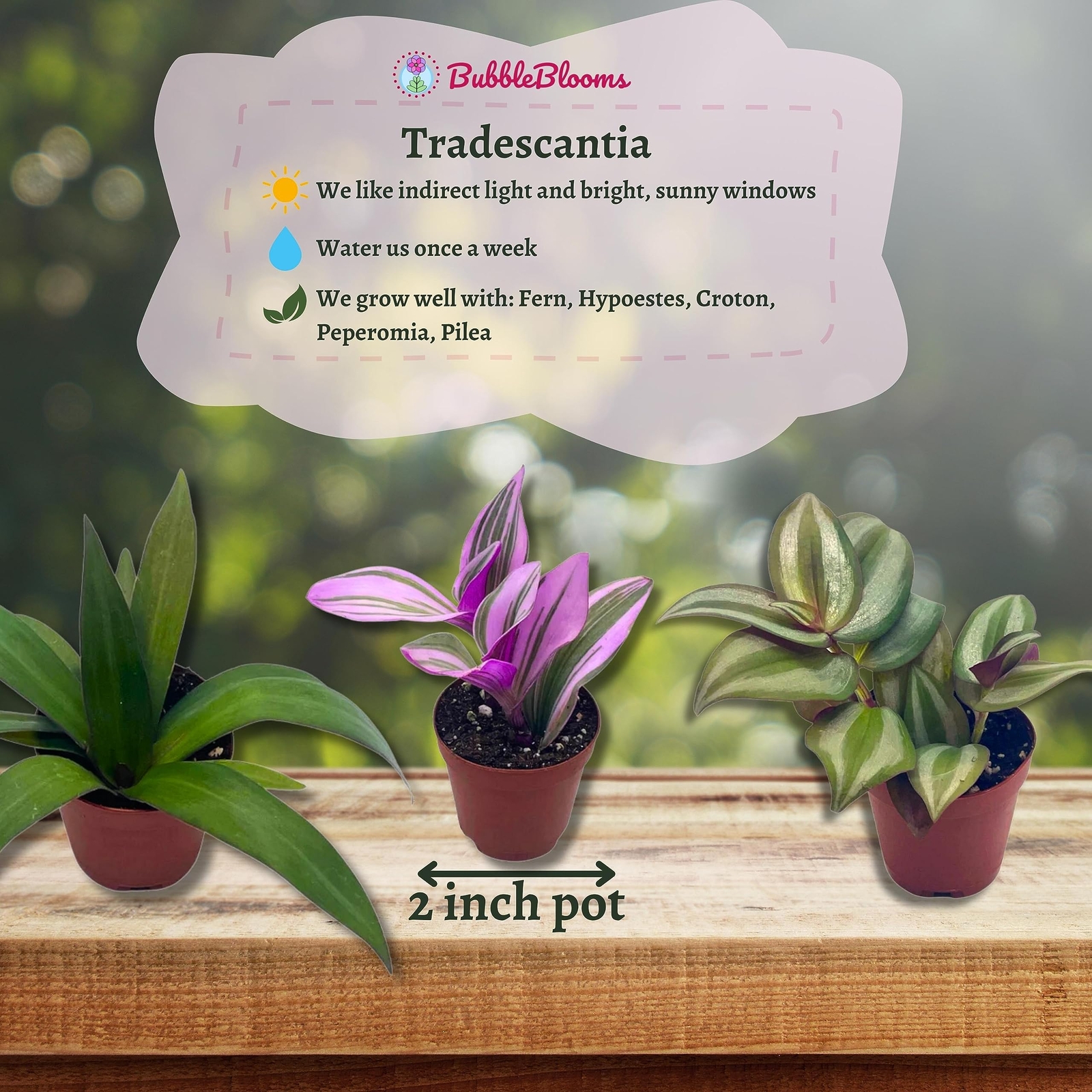Wandering Jew Assortment, Tradescantia Variety, 2 inch, Set of 3 Tiny Mini Pixie