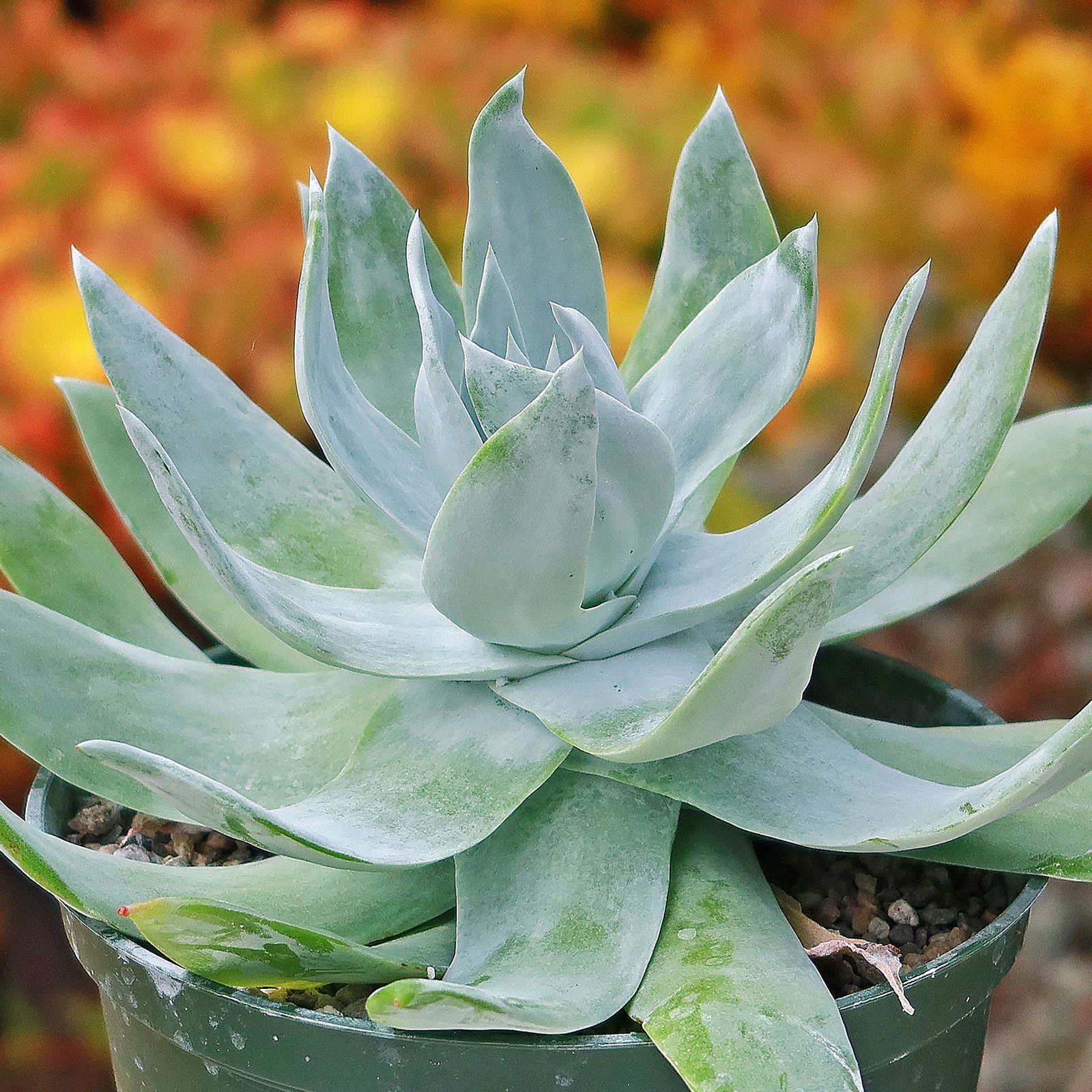 Giant Chalk Dudleya ‘Dudleya brittonii’ cactus Cacti Succulent real live plant