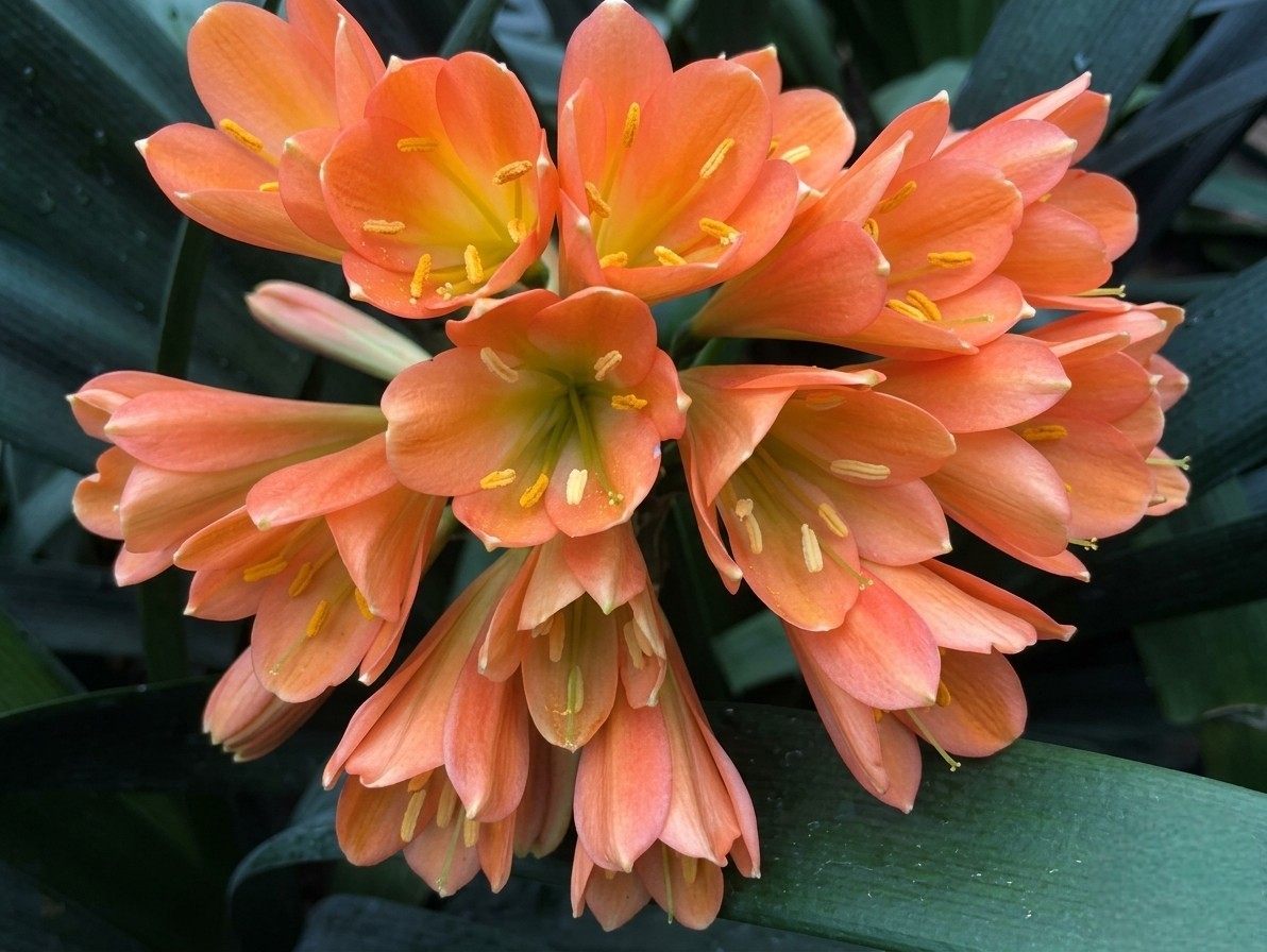 Clivia green throat orange interspecific hybrid x Magic Light one plant