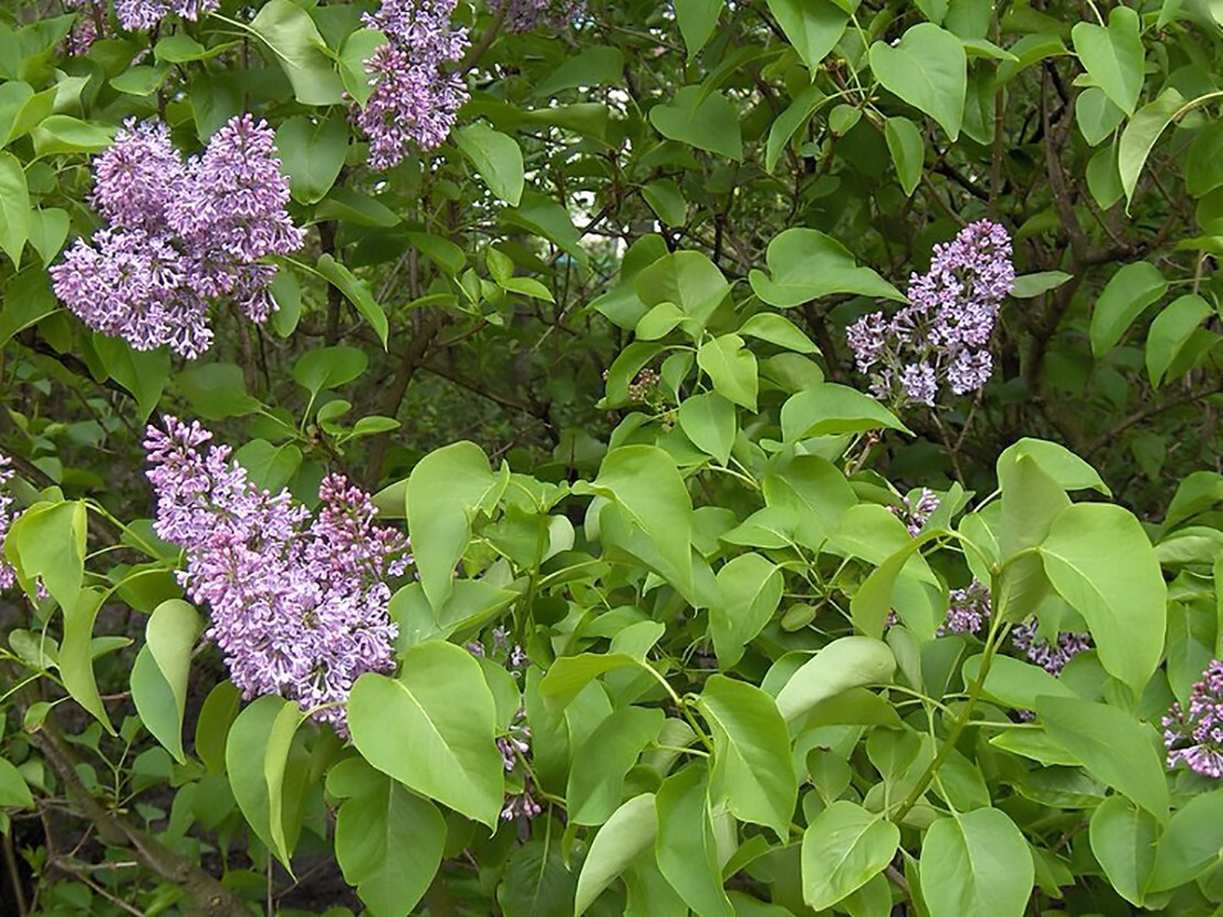 French Lilac, Syringa vulgaris, Shrub Seeds