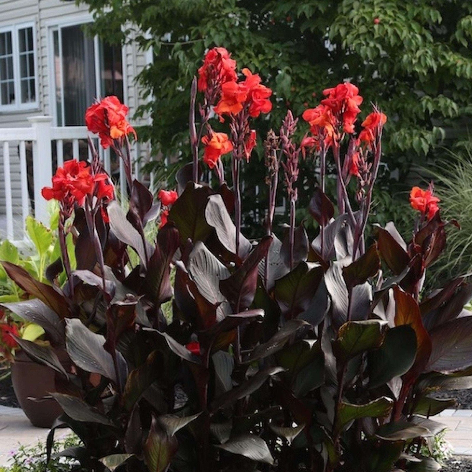 Canna Tall Tropicanna Black Lily Bulbs Red Flowering Baring Root For Planting