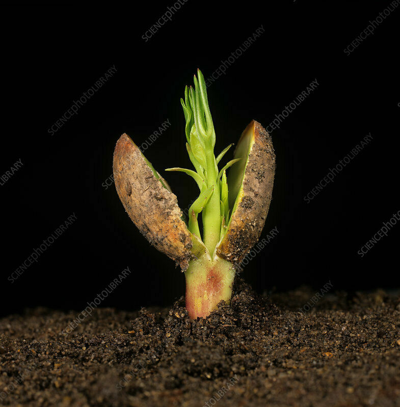 60+ Organic PEANUTS | GROW PEANUTS SEEDS IN YOUR GARDEN | 2024 Season